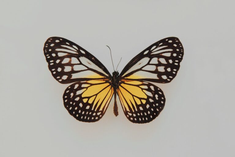 Butterfly-scaled